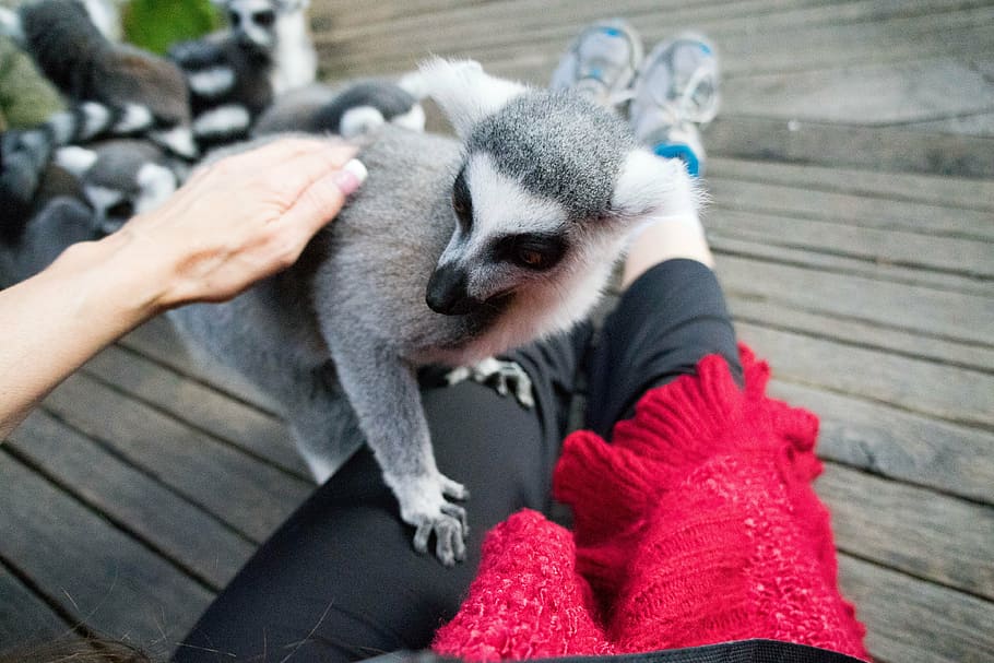 lemur, skansen, zoo, stockholm, animal, cuddly, furry, mammal, one animal, domestic