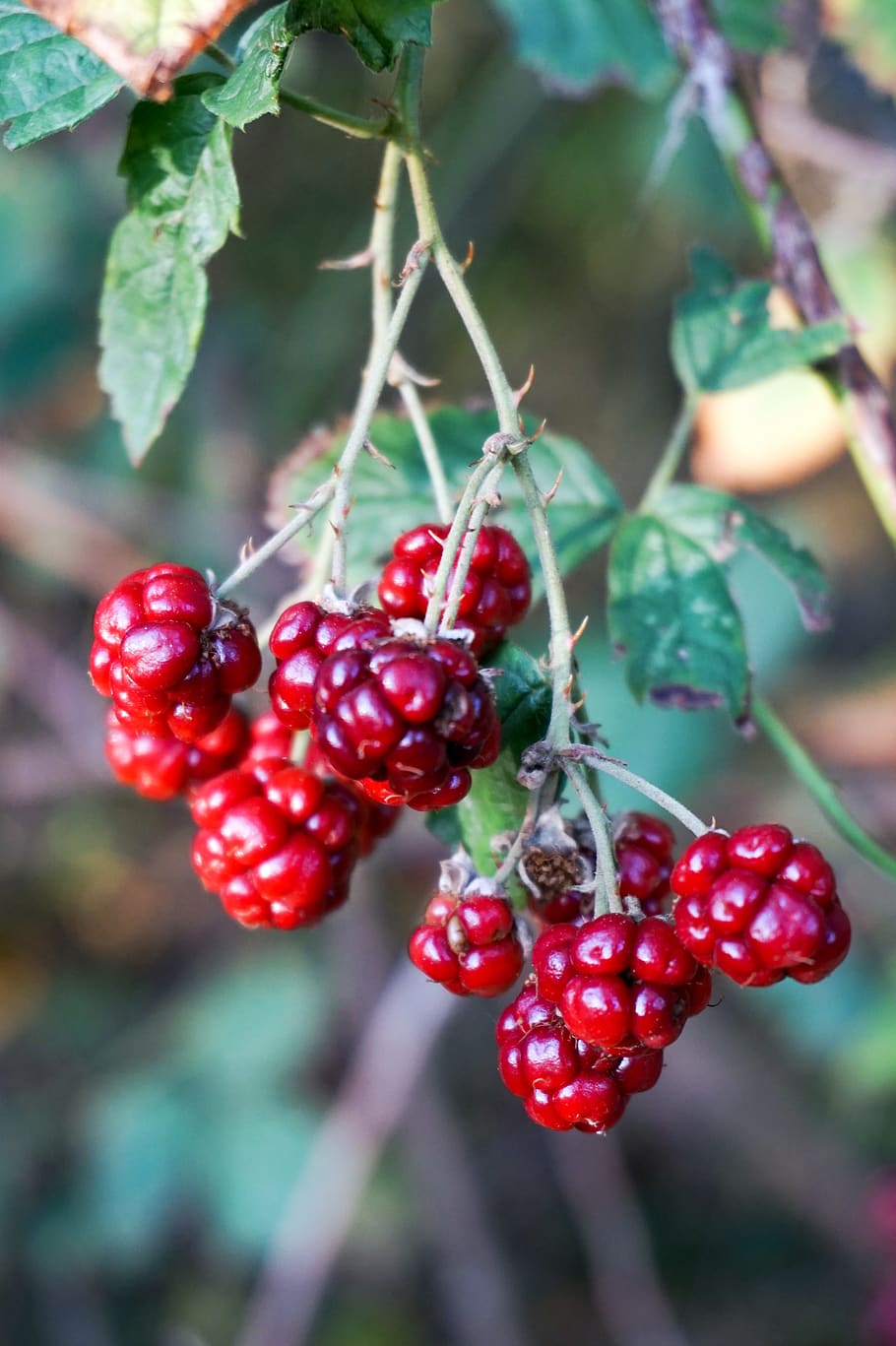 fruits, berries, autumn, forest, nature, red, healthy eating, food, food and drink, berry fruit