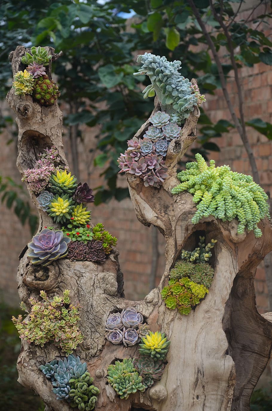 ═════ ❀∘❀...PATIOS Y JARDINES HERMOSOS...❀∘❀∘═════ - Página 5 Plant-succulent-plants-flower-wood