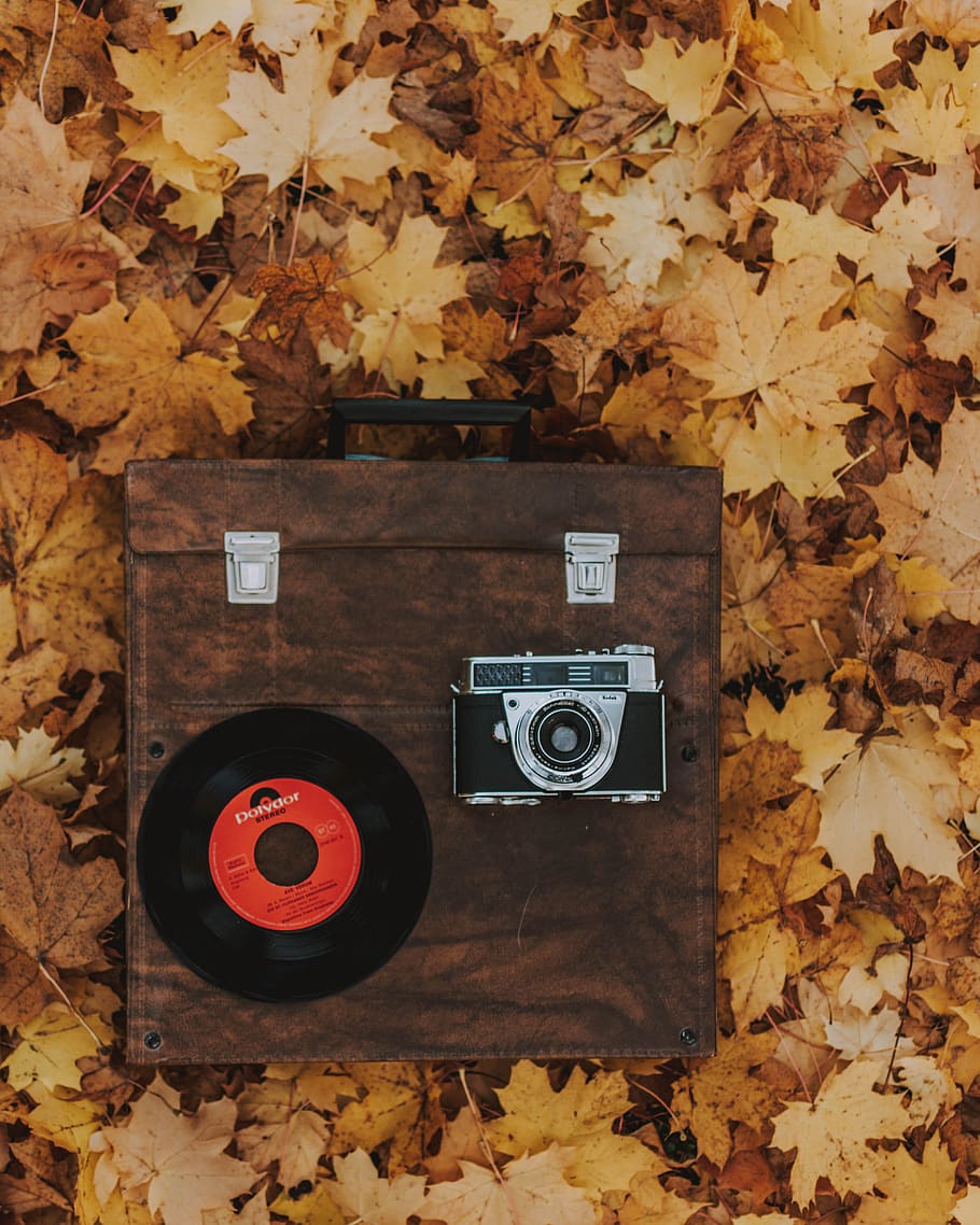 luggage, record, camera, leaves, nature, autumn, technology, photography themes, camera - photographic equipment, change