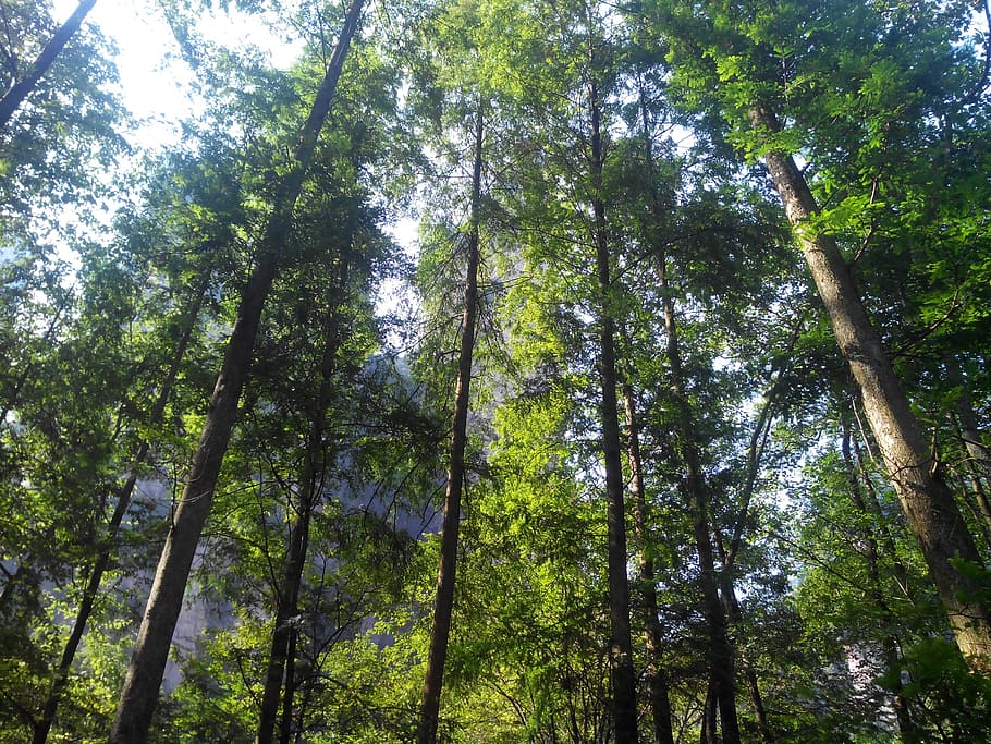 woods, zhangjiajie, the scenery, tree, plant, forest, land, trunk, tree trunk, low angle view