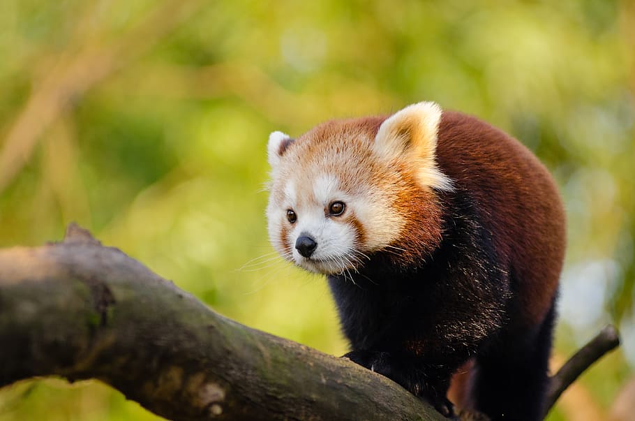 Panda Merah, panda, pohon, cabang, satu hewan, tema hewan, hewan, satwa liar, hewan di alam liar, mamalia