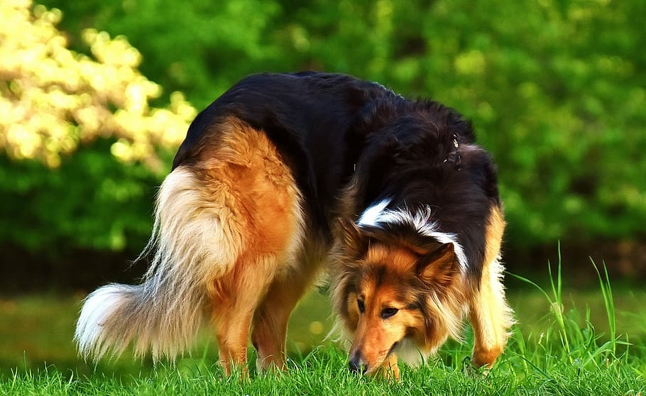 dog eating grass, collie, dog, animal, pet, animal portrait, dear, attention, fur, long haired