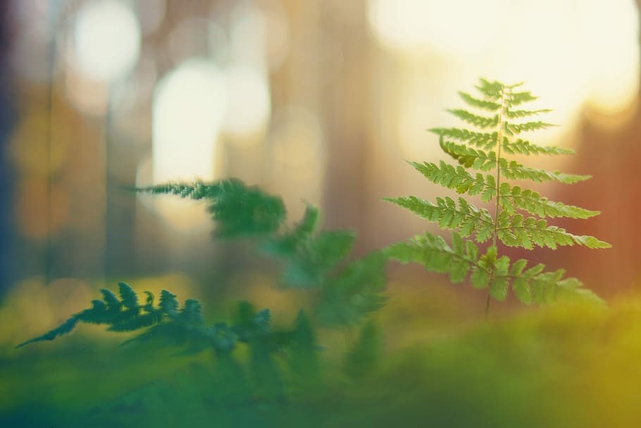 close-up photo, green, fern plant, forest, light, fern, macro, mood, bokeh, blur