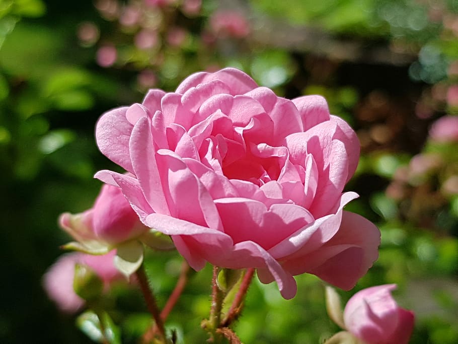 Ros, rosa, flor, con cuerpo, pétalo, color rosa, planta, peonía, naturaleza, planta floreciendo