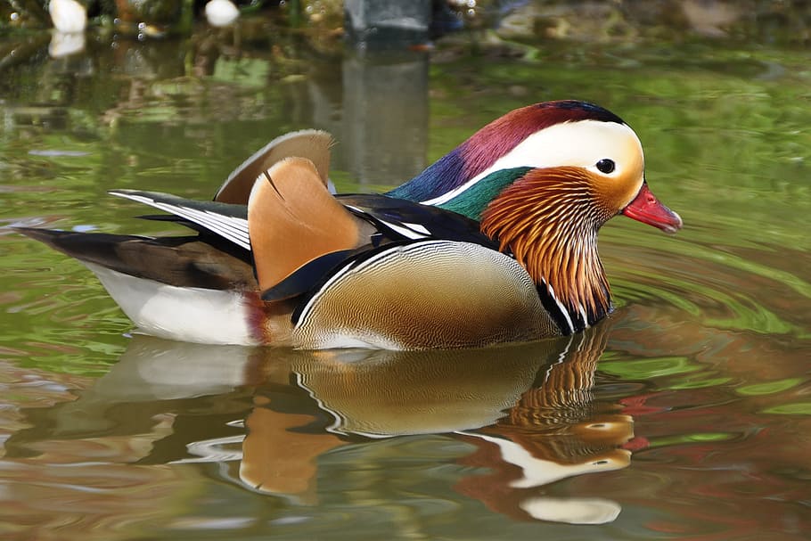 mallard duck, body, water, duck, mandarin ducks, aix galericulata, duck bird, bird, anatidae, bride duck