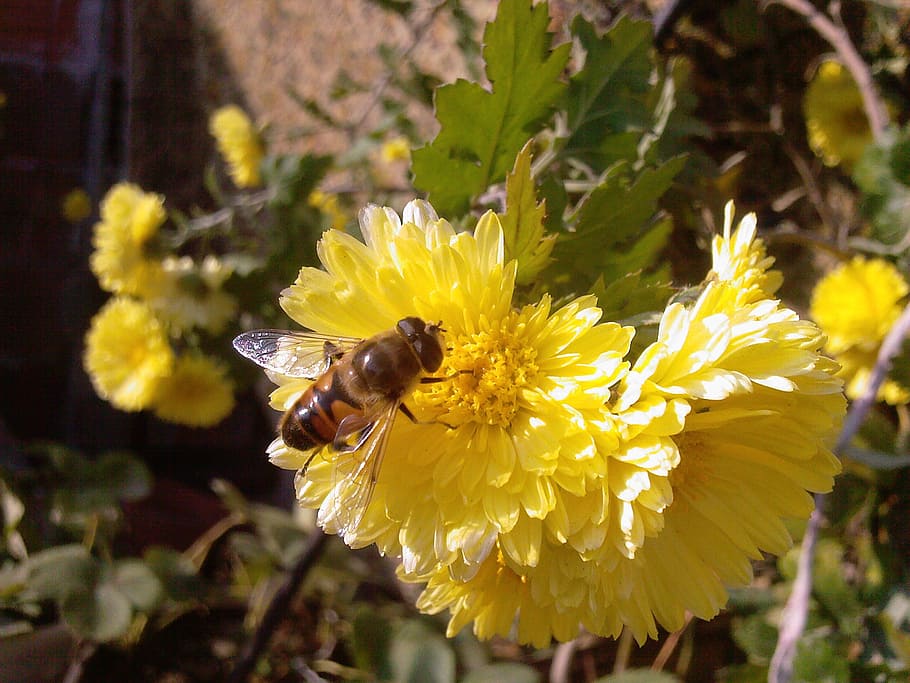 bolsa de estudos, flor, abelha, natureza, flores, planta de peru, vida, paz, inseto, mel
