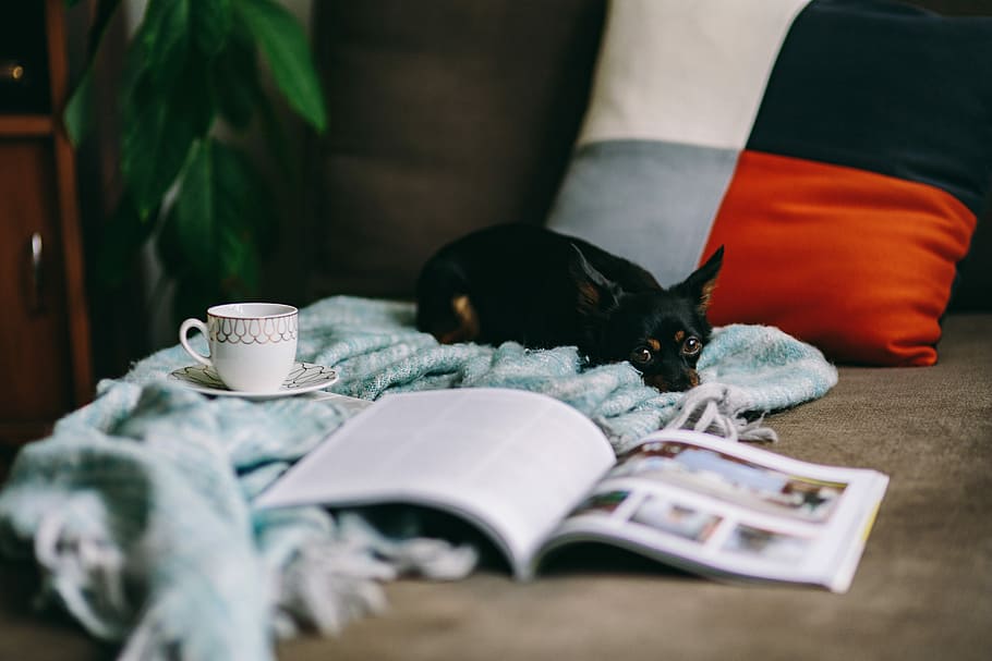 resting, magazine, cute, puppy, interior, relax, dog, pet, animal, relaxing