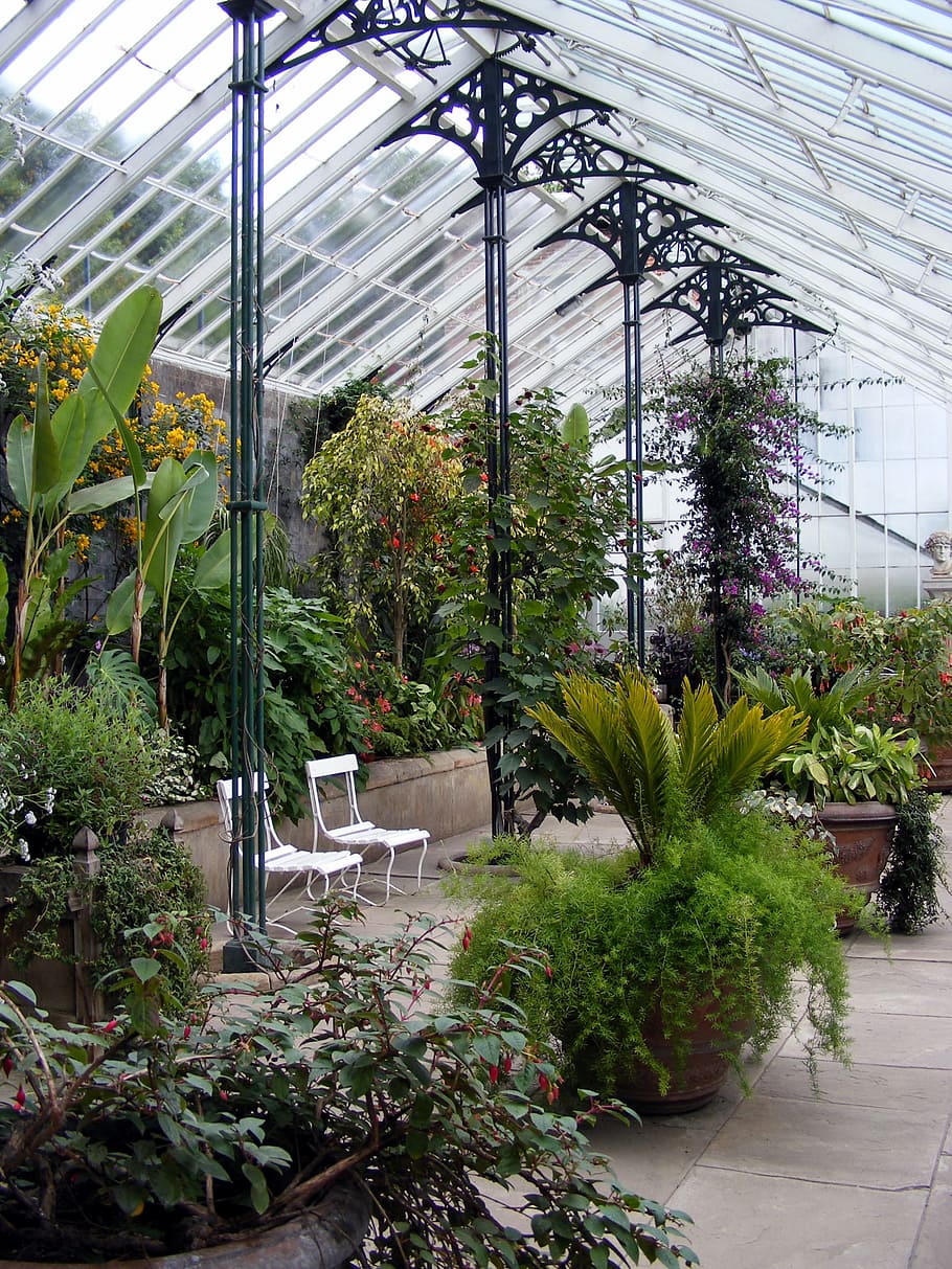 glasshouse-greenhouse-plant-hothouse.jpg