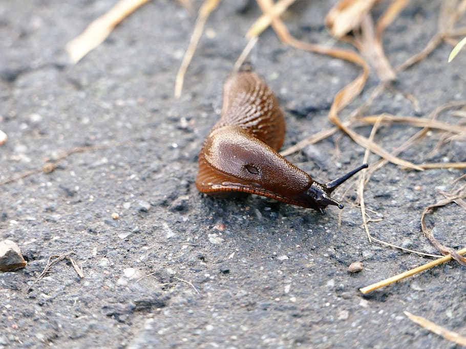 brown fact, snail, invasive species, animal themes, animal wildlife, animal, one animal, gastropod, animals in the wild, mollusk