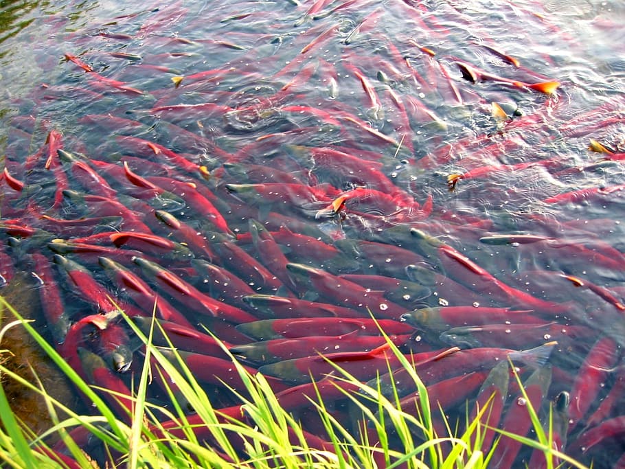fish, salmon, chum, spawning, spawn, a flock of, yama, backwater, beach, predator