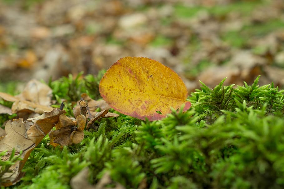 dried, leaf, green, grass, brown, leaves, plants, nature, ground, fall