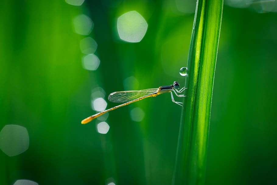 libélula, asas, natureza, inseto, verde, folha, ao ar livre, água, gotas de chuva, bokeh