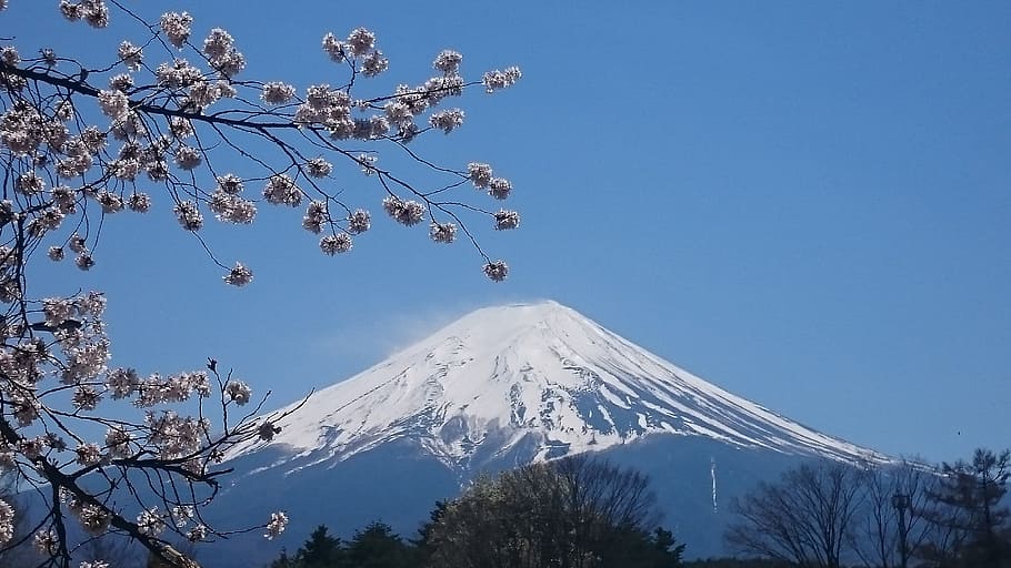 mount fuji, japan, Mt Fuji, Spring, Cherry, Sakura, spring, cherry, snow, mountain, winter, snowcapped mountain