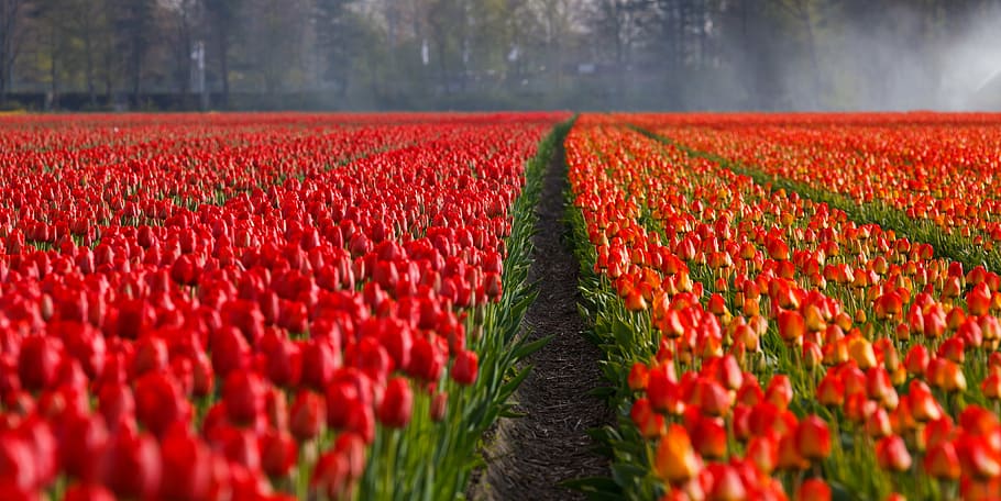 photography, red, orange, tulip flowers, daytime, tulips, tulip, field, fields, background
