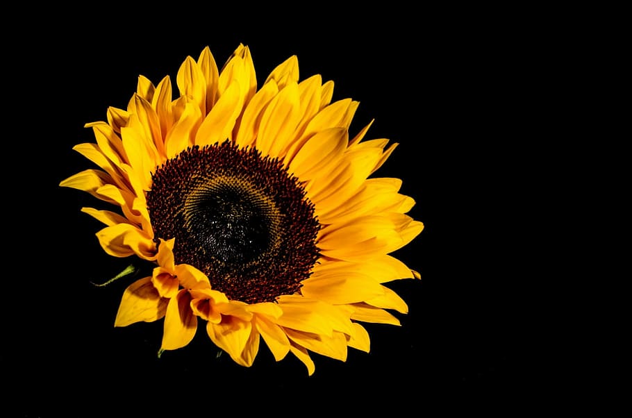 yellow sunflower photo, yellow, sunflower, bloom, blossom, bouquet, color, colors, decoration, floral