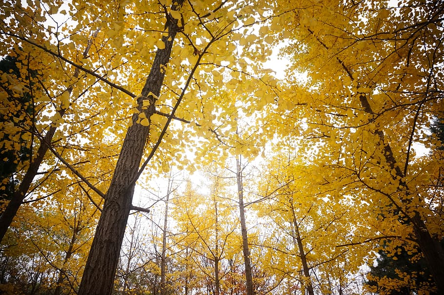 amarillo dorado, ginkgo, árboles de ginkgo, otoño, árbol, maderas, Árbol, vista de ángulo bajo, planta, cambio