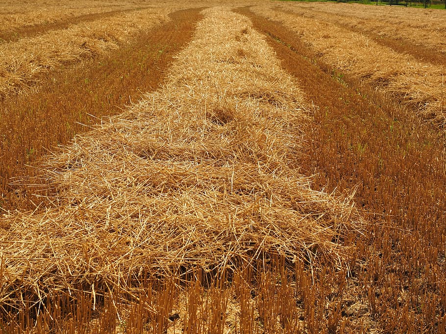 Wheat Field, Cornfield, Harvested, field, harvest, stubble, straw, agriculture, rural Scene, farm