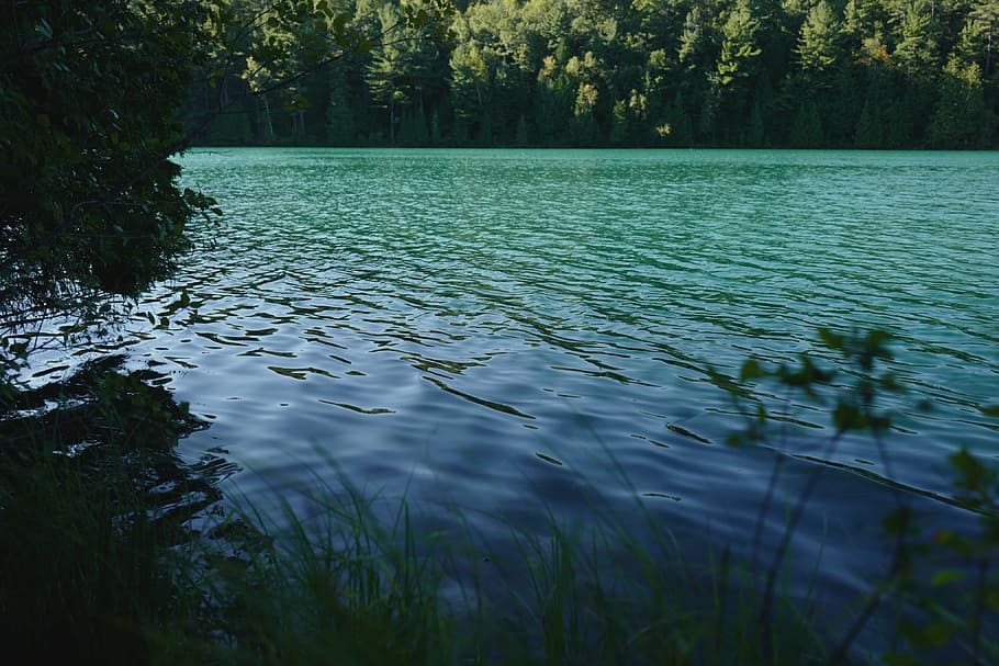 biru, tubuh, air, tenang, dikelilingi, pohon, danau, hijau, rumput, tanaman