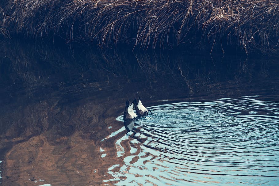 dua, bebek putih-hitam, badan, foto air, siang hari, bebek putih, hitam, badan air, foto, biru
