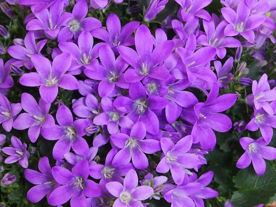 bluebells, purple, violet, blütenmeer, spring, purple flower, flowers, flower, flowering plant, plant