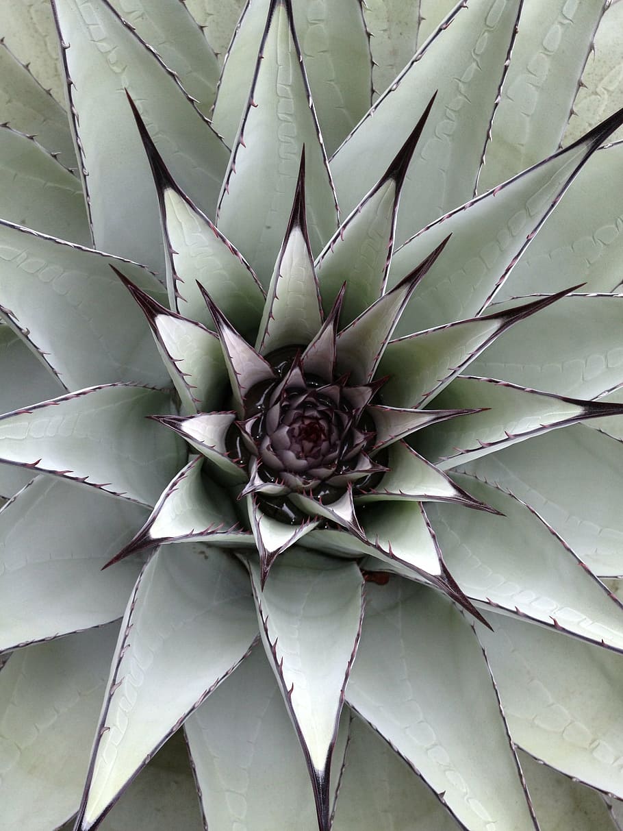 close, green, black, agave plant, cactus, succulent, nature, plant, outdoor, prickly
