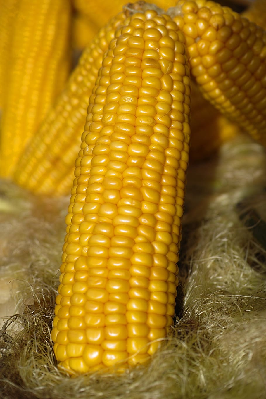 corn cobs, egypt, baked, grill, roasted, yellow, one, detail, food, delicious