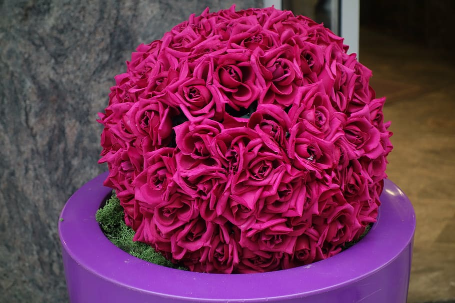 flower, roses, nature, petal, spring, bouquet, close-up, freshness, purple, pink color