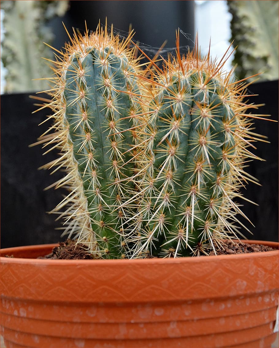 cactus, planta, espinoso, espinas, en maceta, ornamental, interior, botánico, flora, floral