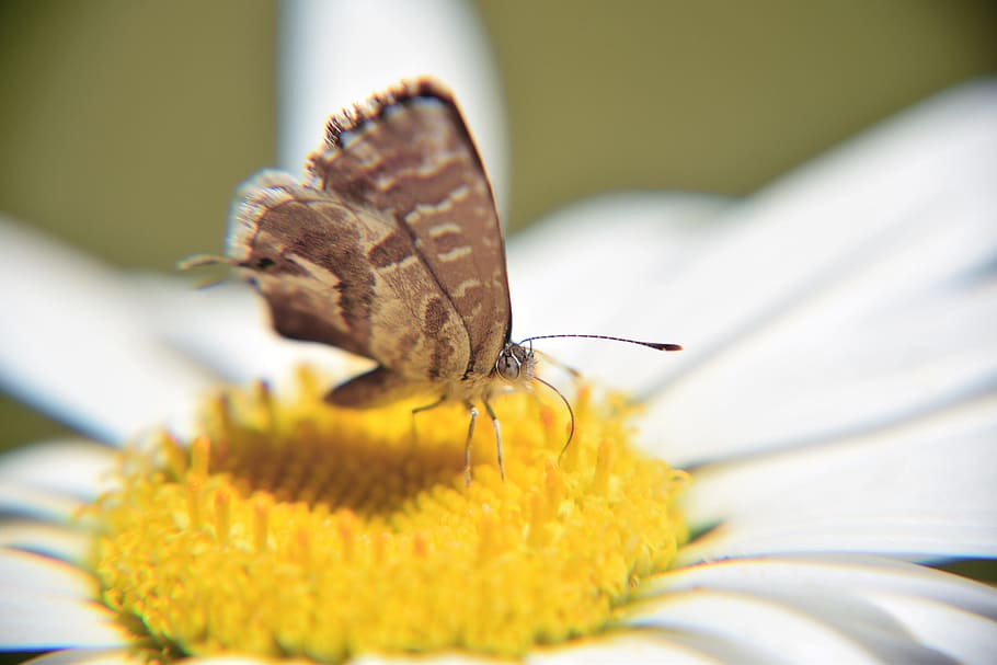 butterfly, macro, small butterfly, butterfly on flower, butterfly on daisy, margaret, white daisy, detail, nature, flower