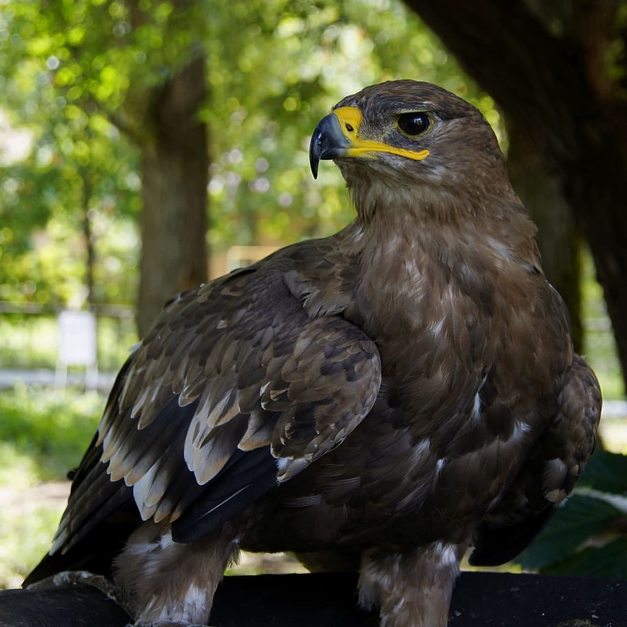 águila, halcón, águila real, depredador, ave, raza emplumada, amarillo,  pico, alas, temas de animales | Pxfuel