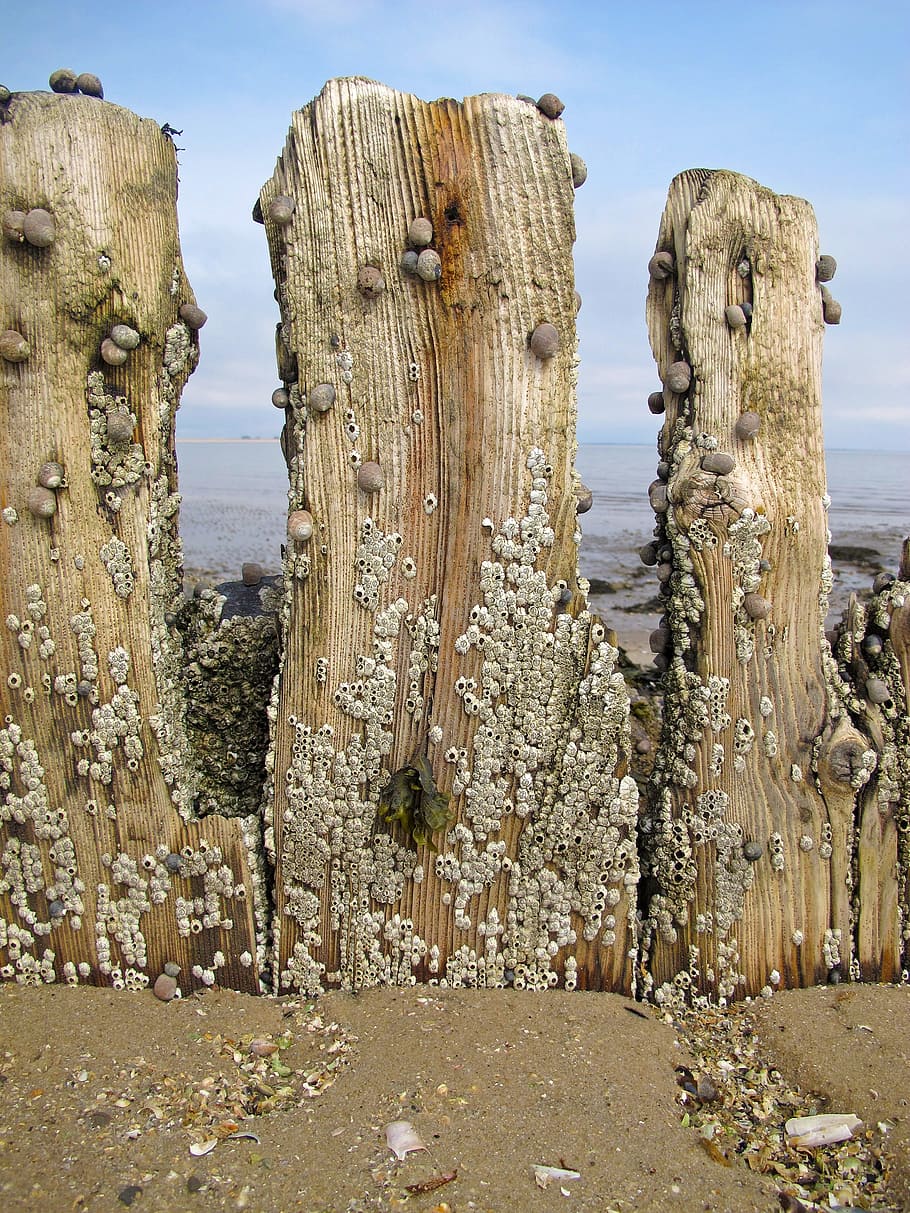 Groynes, Sea, Beach, North Sea, sea, beach, barnacles, snails, nature, rock - Object, outdoors