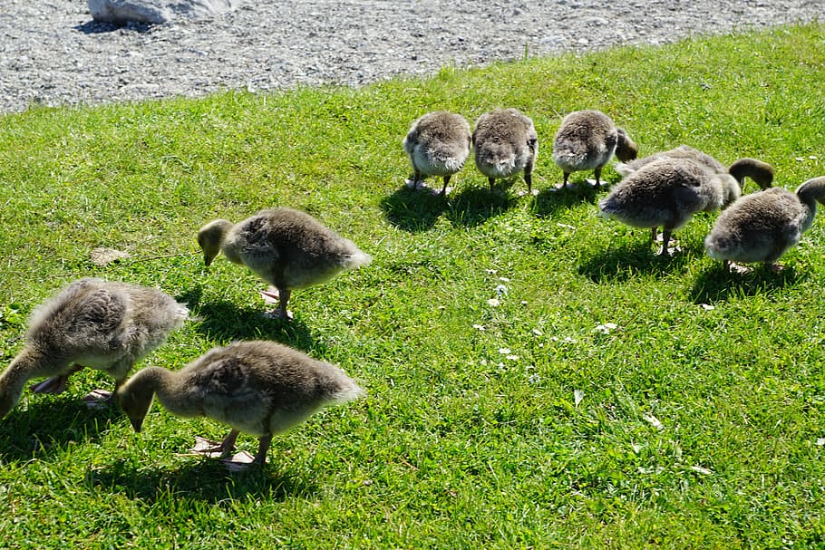 ducks, bird, meadow, young, animal, field, nature, hof, farm by, egg