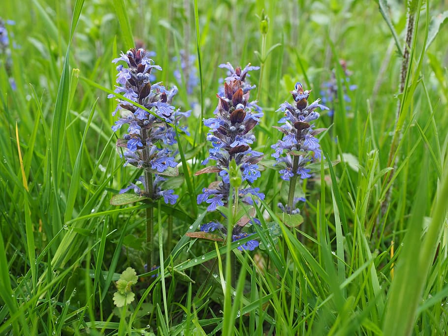 pointed flower, ajuga günsel, ajuga reptans, bugle, ajuga, lamiaceae, flowers, inflorescence, blue, meadow