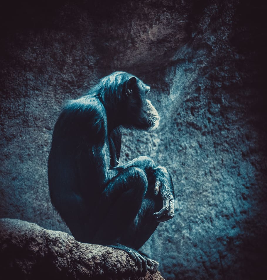 chimpancé, zoológico, mono, mamífero, mundo animal, retrato, animal, primates, primate, pensar