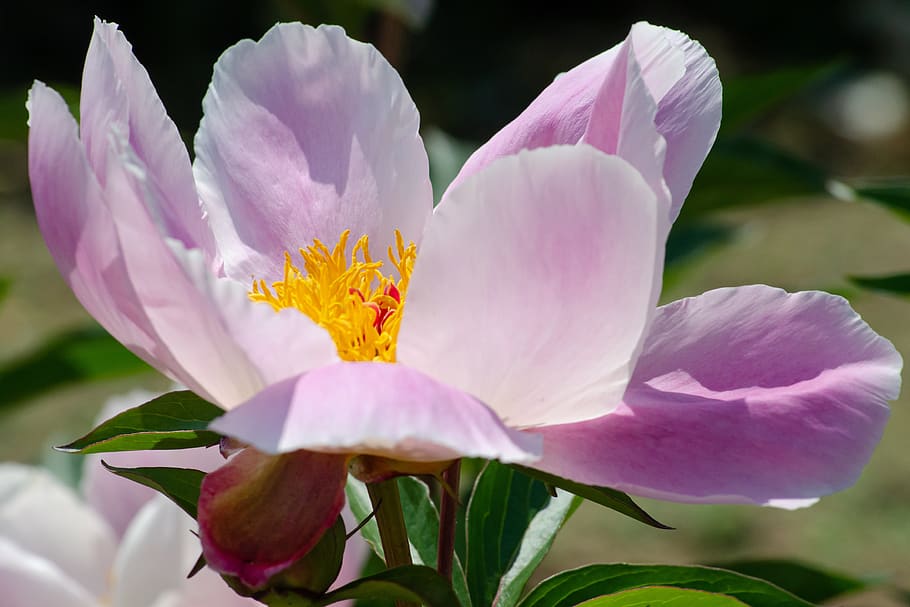 peony, blossom, bloom, easy flowering, paeonia, martha w, close up, flower, flowering plant, beauty in nature