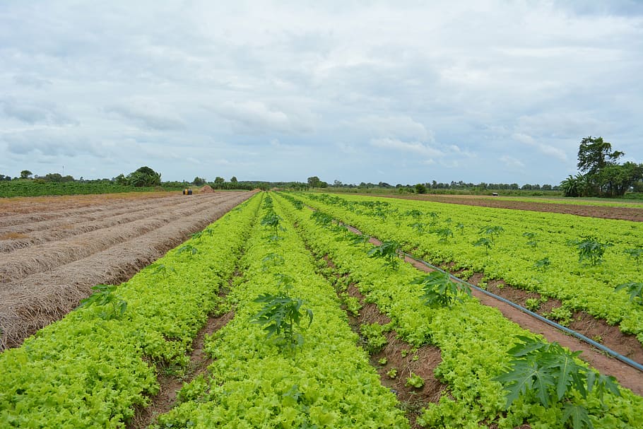 khmer vegetable, khmer lettuce, cambodian, food, khmer, lifestyle, plant, field, growth, landscape