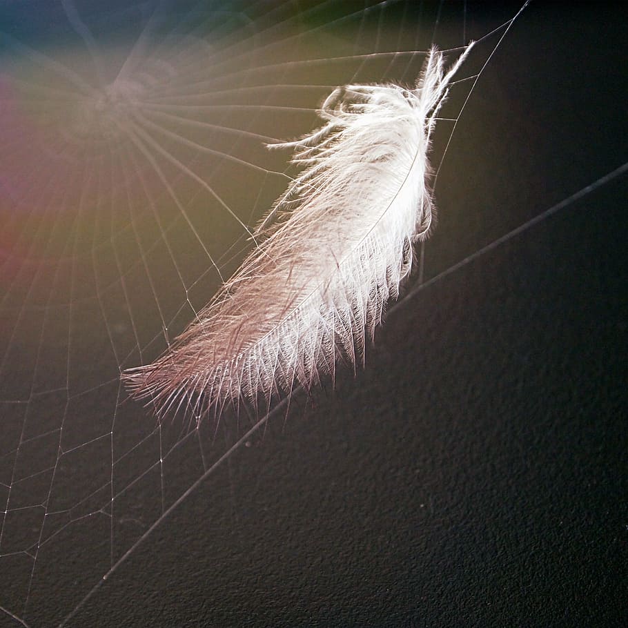 white, feather, spider wb, white feather, spider, wb, cobweb, web, spder web, spiderweb