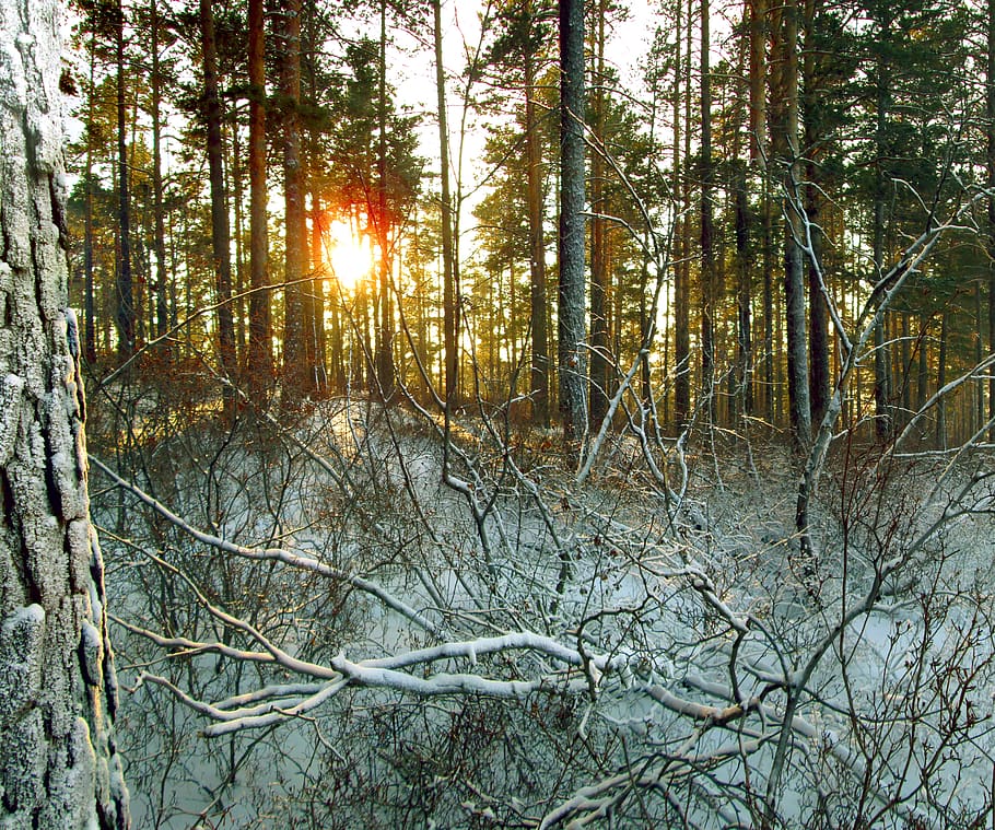 invierno, bosque, taiga, naturaleza, noche, nieve, bosque de invierno, árboles, pino, paisaje
