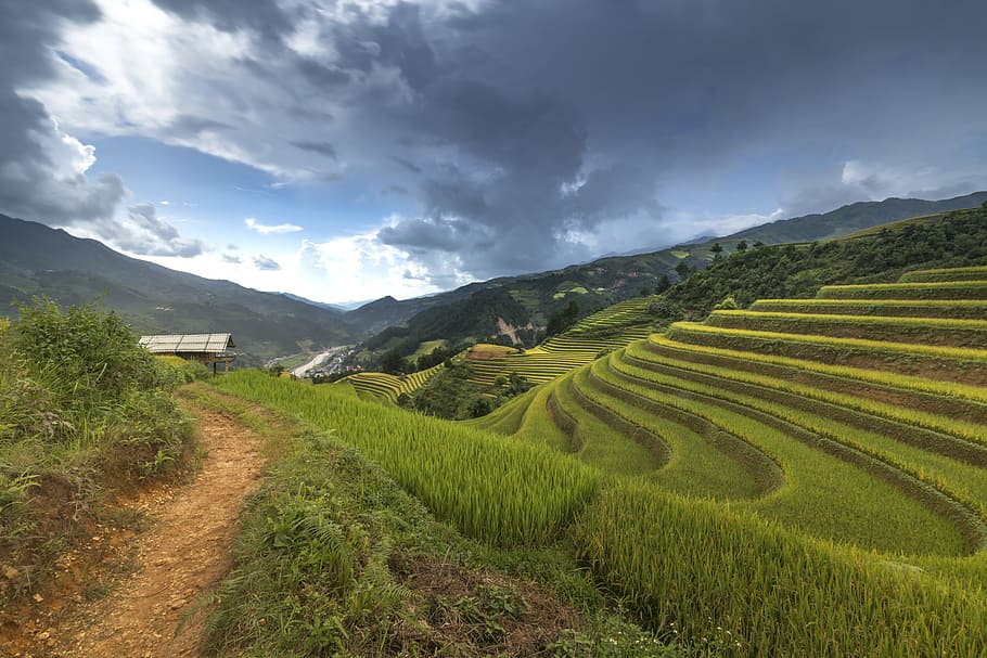 Vietnam, terrazas, arroz, seda, el cultivo, viajes, granjero, minoría, noroeste, alto