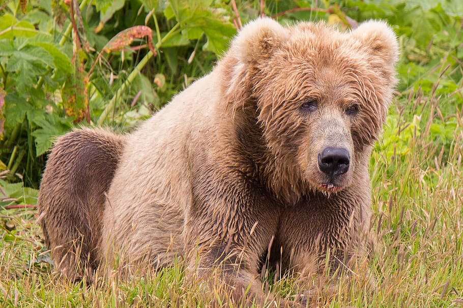 marrón, oso, verde, campo, oso pardo kodiak, mamífero, depredador, vida silvestre, salvaje, pelaje
