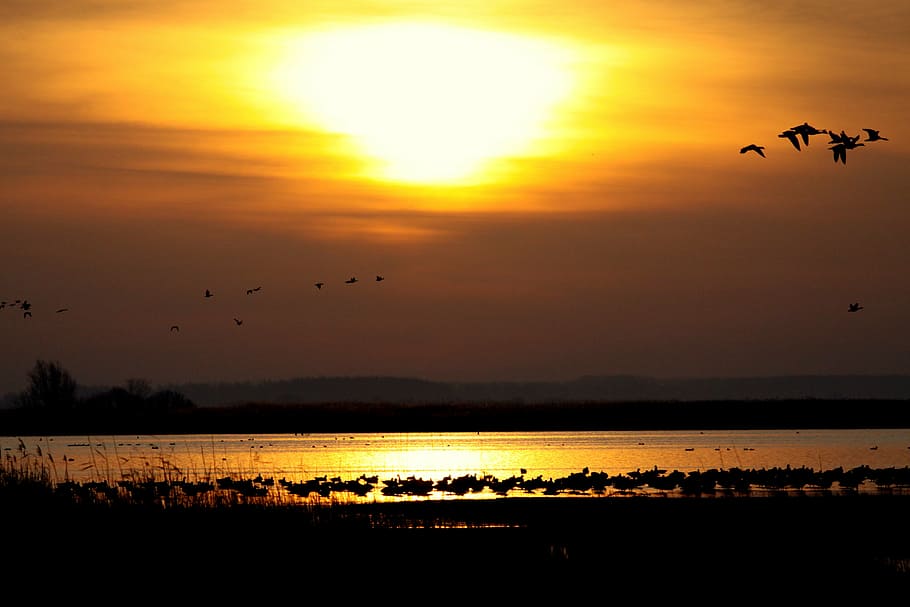flock, birds silhouette photography, sun, sunset, landscape, water, animals in the wild, animal themes, bird, vertebrate
