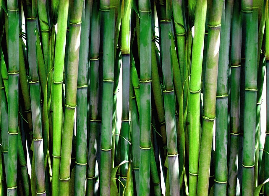bambus durante o dia, bambus, diurno, bambu, floresta, verde, planta, madeira, Ásia, japonês