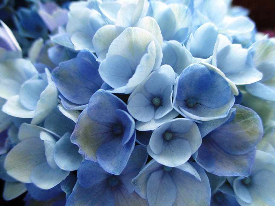 flor blanca, hortensia, planta, flores, azul claro, azul, sin gente, primer  plano, gran grupo de objetos, frescura | Pxfuel