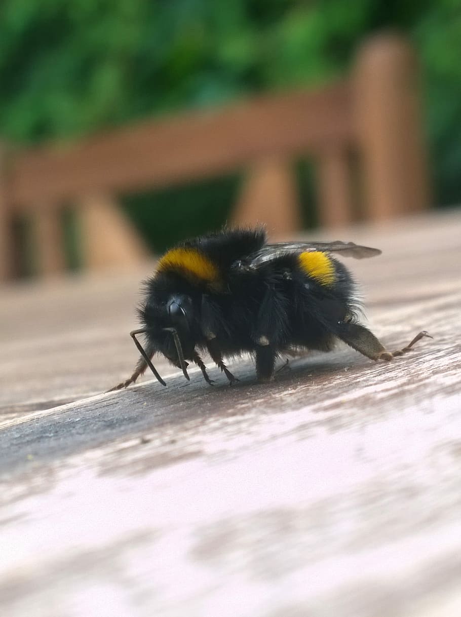 Bumble Bee, Serangga, Madu, Bumblebee, kuning, makro, tema hewan, satu hewan, hewan di alam liar, fokus selektif
