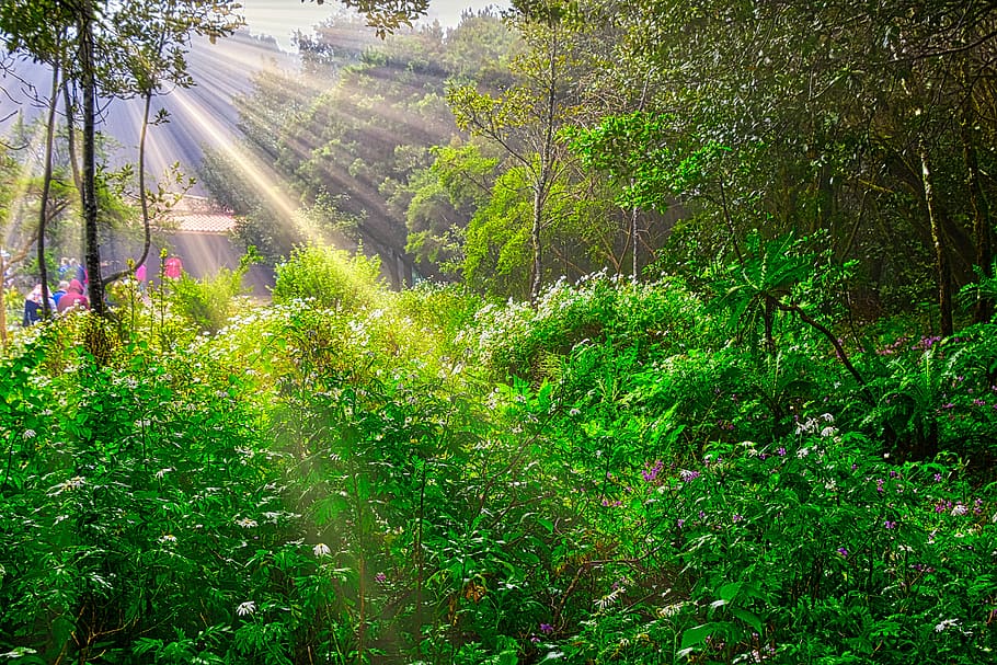 bosque, flora, plantas, flores, árboles, naturaleza, planta, árbol,  crecimiento, color verde | Pxfuel