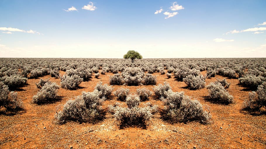 ground, tree, middle, world, end, south, australia, Shrubs, World's End, South Australia