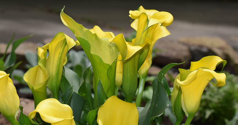 selective, focus photo, yellow, bell flower, calla lily, flower, blossom, bloom, plant, perennial