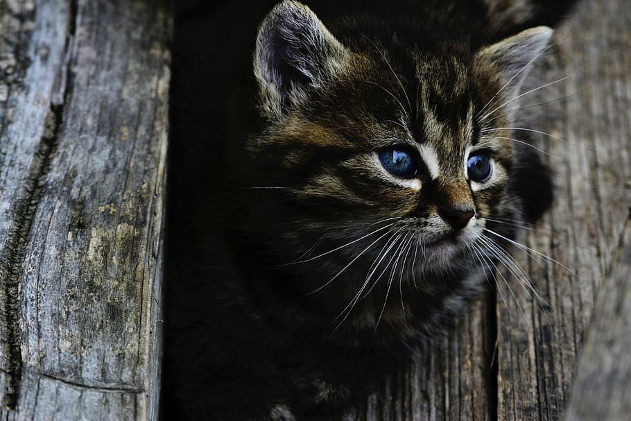 shallow, focus, gray, kitten, cat, rozkošné, little, wood, domestic cat, one animal