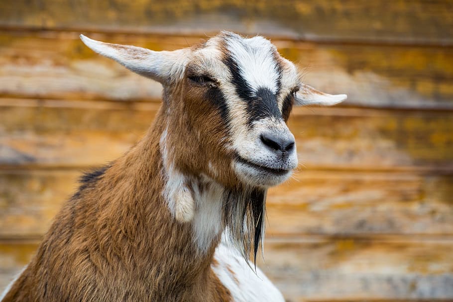 brown goat, Goat, Petting Zoo, goats, zoo, wildlife photography, goatee ...